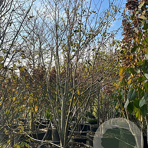 Cornus controversa 350-400 cm container solitair 2-3 tak