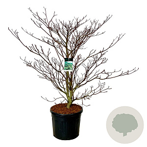 Cornus controversa 'Pagoda' 150-175 cm cont. 90L extra