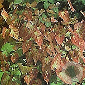 Epimedium rubrum GM P9