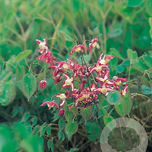 Epimedium rubrum GM P9
