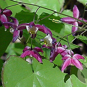 Epimedium rubrum GM P9