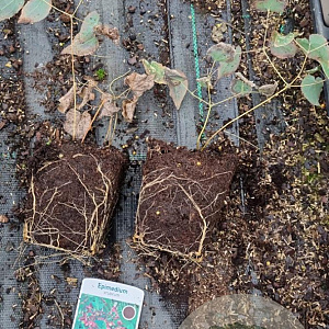 Epimedium rubrum GM P9