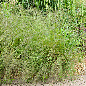 Eragrostis curvula GM P9