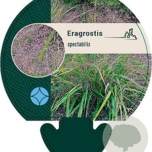 Eragrostis spectabilis GM P9