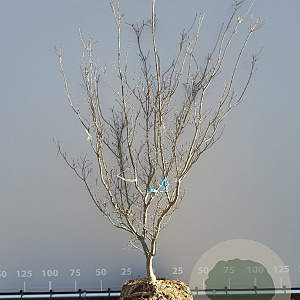 Cornus k. 'Satomi' 175-200 cm draadkluit meerstammig