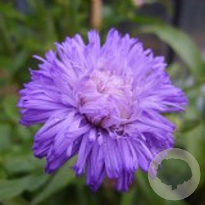 Erigeron 'Azure Beauty' GM P9