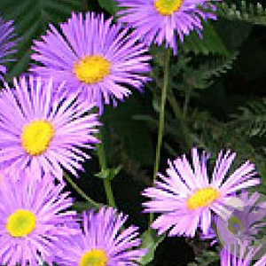 Erigeron 'Dunkelste Aller' GM P9
