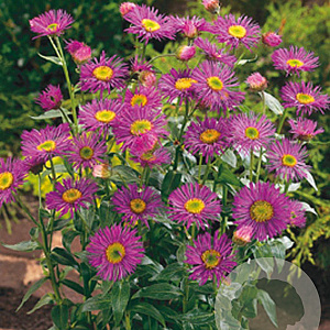 Erigeron 'Dunkelste Aller' GM P9