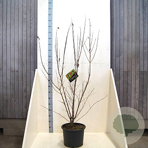 Cornus mas 175-200 cm 20L meerstammig