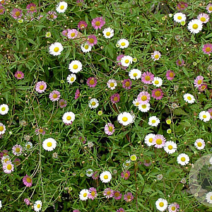 Erigeron karvinskianus GM P9