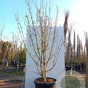Cornus officinalis 10-12 HO draadkluit geveerd