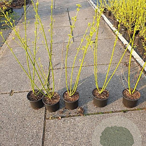 Cornus sericea 'Flaviramea' 80-100 cm 2,0L