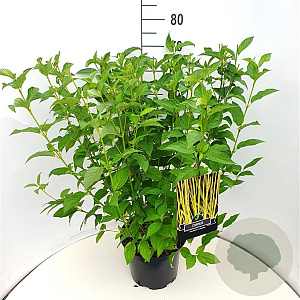 Cornus sericea 'Flaviramea' 80-100 cm 10L