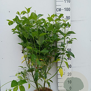 Cornus sericea 'Flaviramea' 80-100 cm 10L