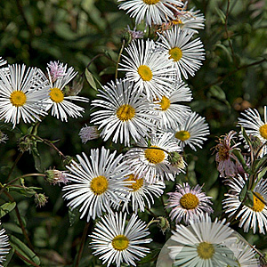 Erigeron 'Sommerneuschnee' GM P9