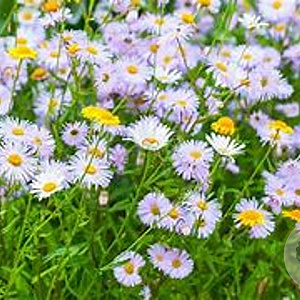 Erigeron speciosus GM P9