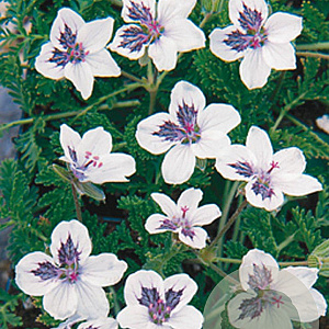 Erodium guttatum GM P9
