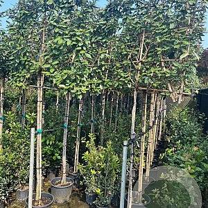 Elaeagnus ebbingei 6-8 HA 45L