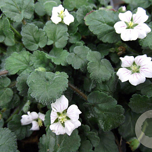 Erodium reichardii 'Album' GM P9