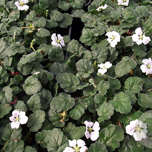 Erodium reichardii 'Album' GM P9