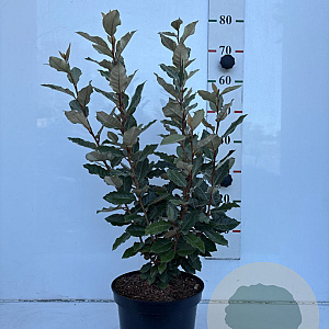 Elaeagnus ebb. 'Compacta' 60-80 cm 5,0L