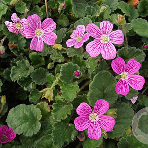 Erodium variabile 'Bishop's Form' GM P9