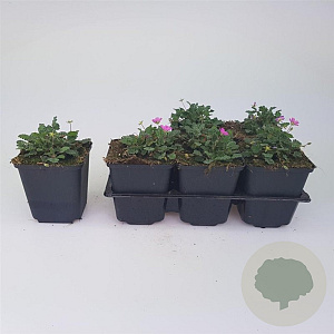 Erodium variabile 'Bishop's Form' GM P9