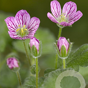 Erodium variabile 'Bishop's Form' GM P9