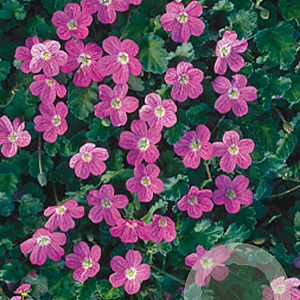Erodium variabile 'Bishop's Form' GM P9