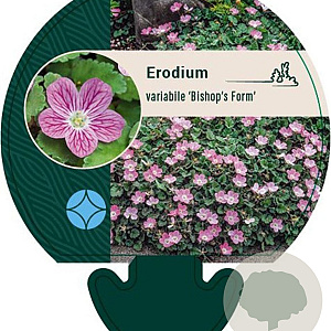Erodium variabile 'Bishop's Form' GM P9