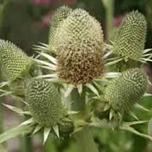 Eryngium agavifolium GM P9