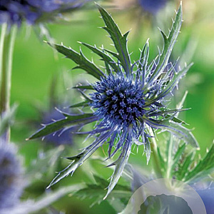 Eryngium planum GM P9