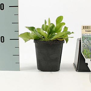 Eryngium planum GM P9