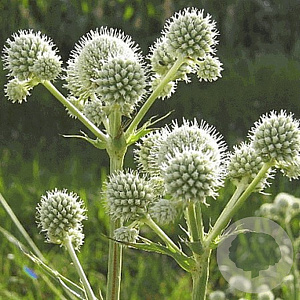 Eryngium yuccifolium GM P9