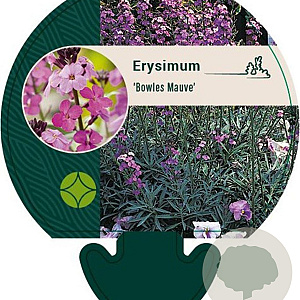 Erysimum 'Bowles' Mauve' GM P9