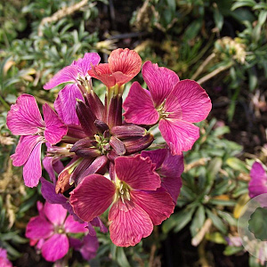 Erysimum 'Constant Cheer' GM P9