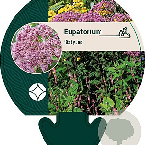 Eupatorium 'Baby Joe' GM P9