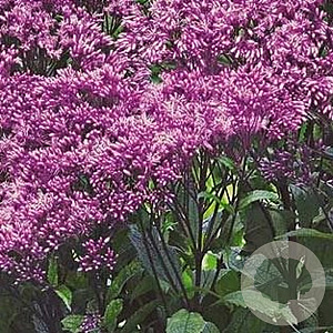Eupatorium 'Baby Joe' GM P9