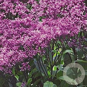 Eupatorium 'Baby Joe' GM P9