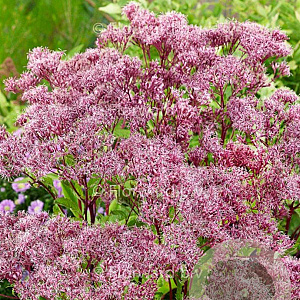 Eupatorium 'Baby Joe' GM P9
