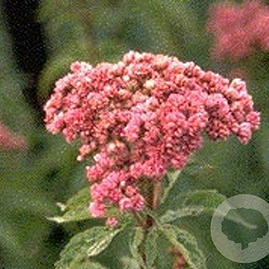 Eupatorium cannabinum 'Plenum' GM P9