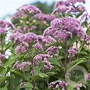 Eupatorium dubium 'Little Joe' GM P9