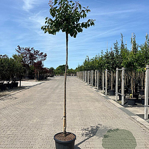 Prunus armeniaca 'Sungiant' 12-14 HO 45L 225 cm stam