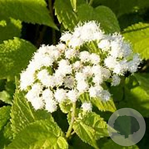 Eupatorium rugosum 'Braunlaub' GM P9