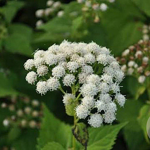 Eupatorium rugosum 'Braunlaub' GM P9