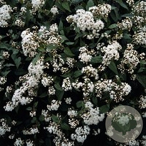 Eupatorium rugosum 'Chocolate' GM P9