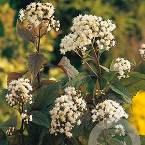 Eupatorium rugosum 'Chocolate' GM P9
