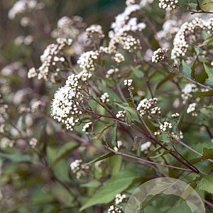 Eupatorium rugosum 'Chocolate' GM P9