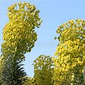 Euphorbia char. 'Lambrook Gold' GM P9