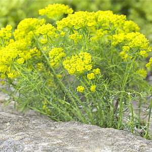 Euphorbia cyparissias GM P9